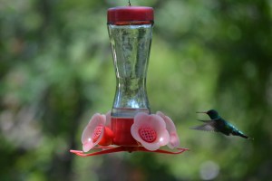 A Glittering-bellied Emerald hummingbird pictured at an artificial feeder in Colonia Carlos Pellegrini, Corrientes, Argentina.