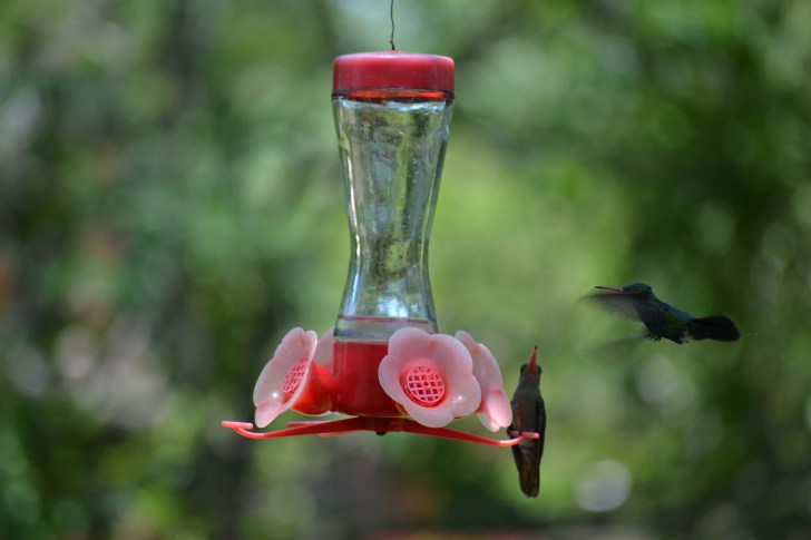 A second one lands on the feeder.