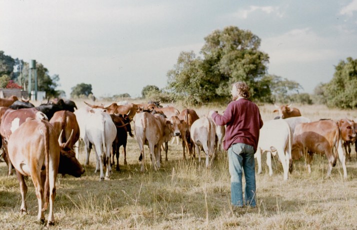 Alan watching the cattle leaving the boma.