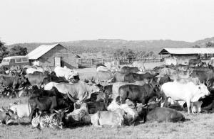 Cattle and facilities at Intona ranch.