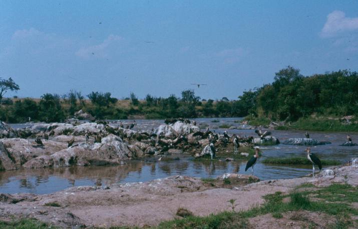 The aftermath of a wildebeest crossing of the Mara river.
