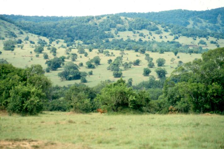 A view of Intona ranch in  the Transmara parkland.