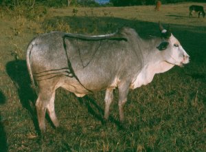 A Maasai heifer. Note the heavy branding.