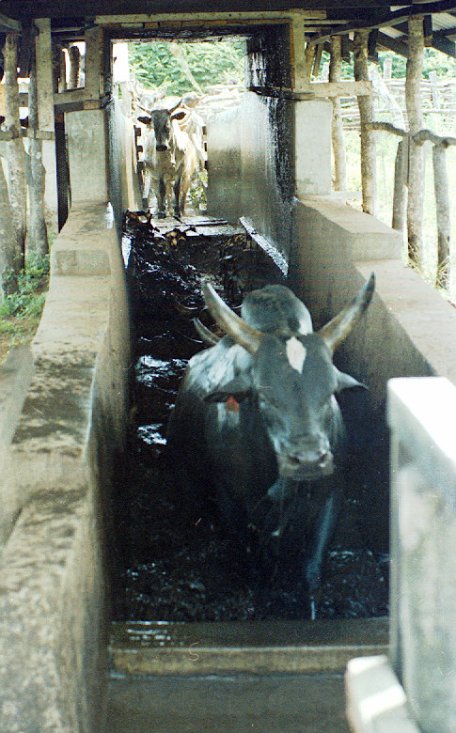 Cattle being dipped.