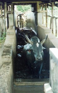 Cattle being dipped.