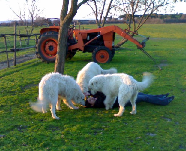 Grown Maremmano puppies play with my daughter (2008).