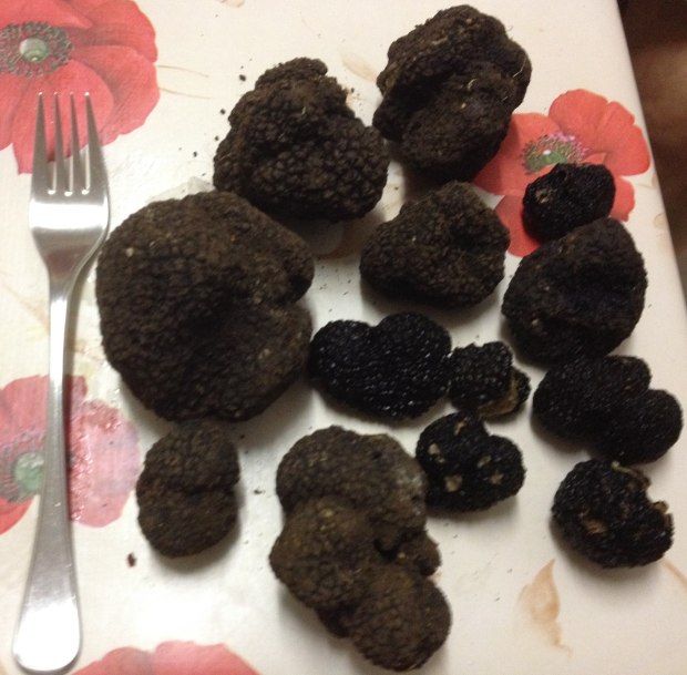 Our collection for the day!