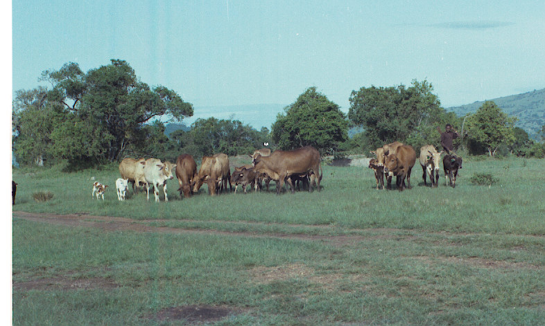 Intona cattle grazing