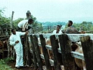 Routine monitoring of experimental cattle is key.