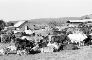 The cattle of Intona Ranch.