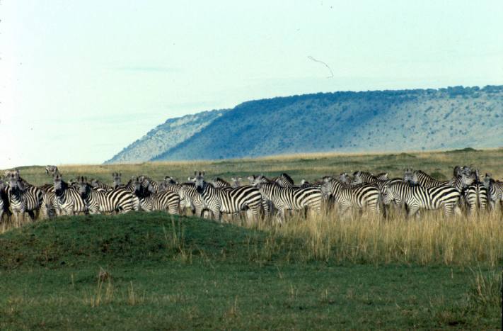 Zebra with the Oloololo Escarpment in the background (I will remove the dirt from the ski when I learn to do it!)