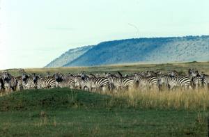 Zebra with the Oloololo Escarpment in the background (I will remove the dirt from the ski when I learn to do it!)