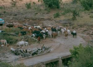 Maasai cattle at the Mara river bridge.