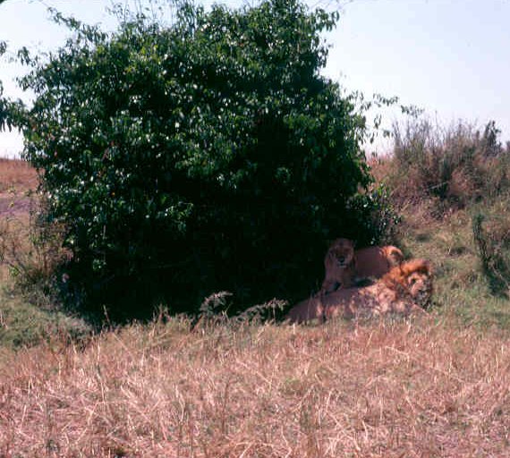 Our first lions. Exciting despite doing what they do most of the time: rest and sleep!