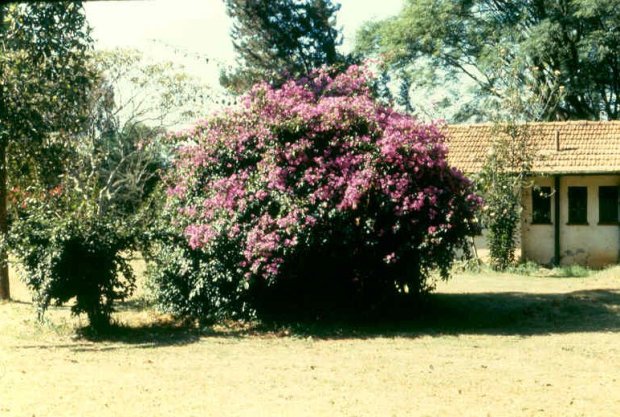 The Muguga House garden.