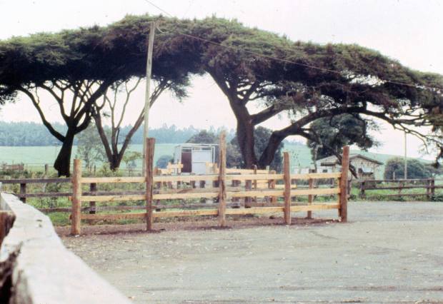 A view of the Isolation Unit showing the flat top acacias under which I spent long hours writing.