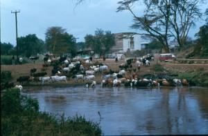 Cattle drinking at Narok dam. Note cars used at the time: VW Kombi, Land Rover Series III and Land Cruiser 50 series!