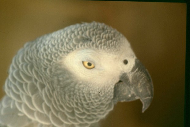 Richard's parrot.