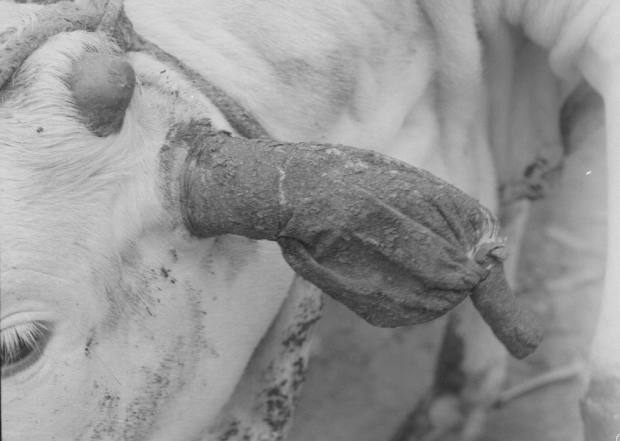 An animal with an artificial tick infestation applied by means of an ear bag.