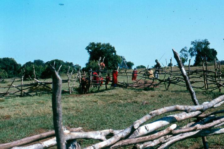 Maasai working with their animals at Kilae, near Lolgorien.