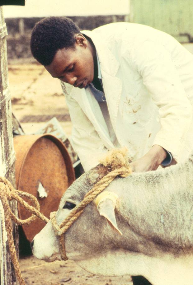 Tommi preparing an animal for tick infestation.