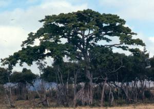 A large tree near the Migori river.