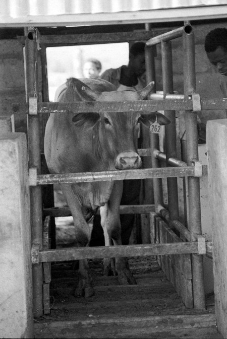 Liveweight gains were an important parameter in the trials.