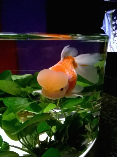 Our favourite Kingyo.