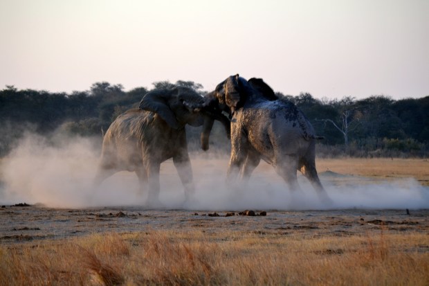 Their great strength is evident.