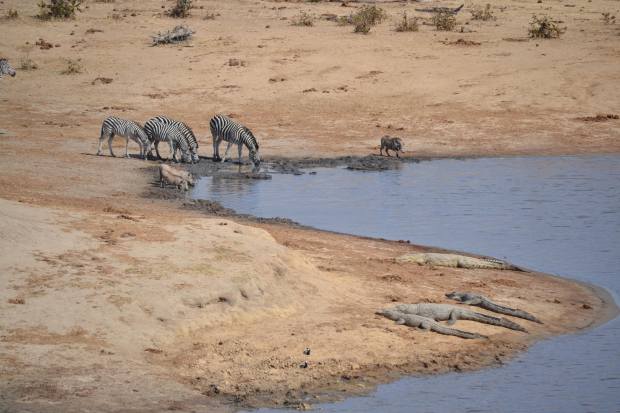 The new drinking place made it safer for animals to drink. Philosophically, the crocodiles decided to sun themselves.
