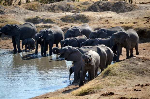 THis time there were lots of elephants at Masuma dam. (Photo by Julio A. de Castro & Mariana Terra)