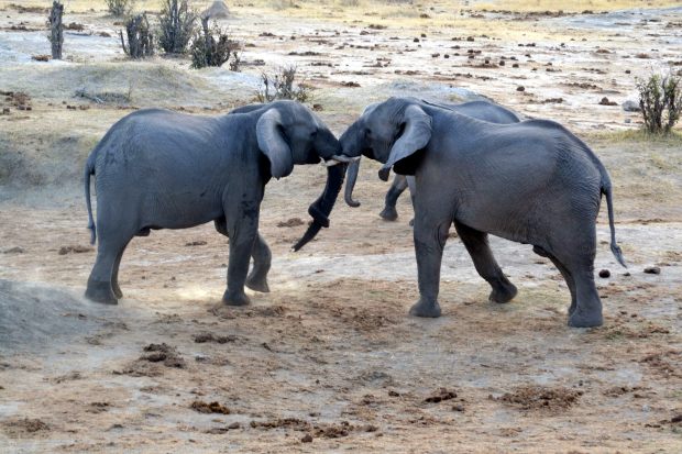 It is usually a rather gently affair.