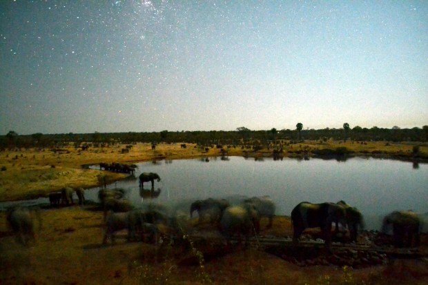 A night picture of the dam with drinking elephants. I applied the Picasa "I am feeling lucky" command to get light into the picture.
