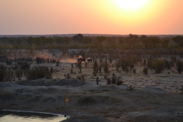 Sunset with elephants dusting themselves.