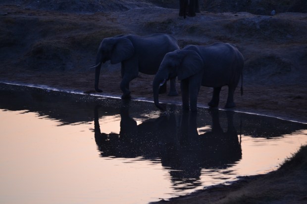 Elephants drinking at sunset.