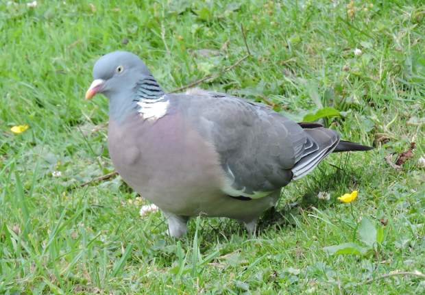A heavy Wood pigeon searching.
