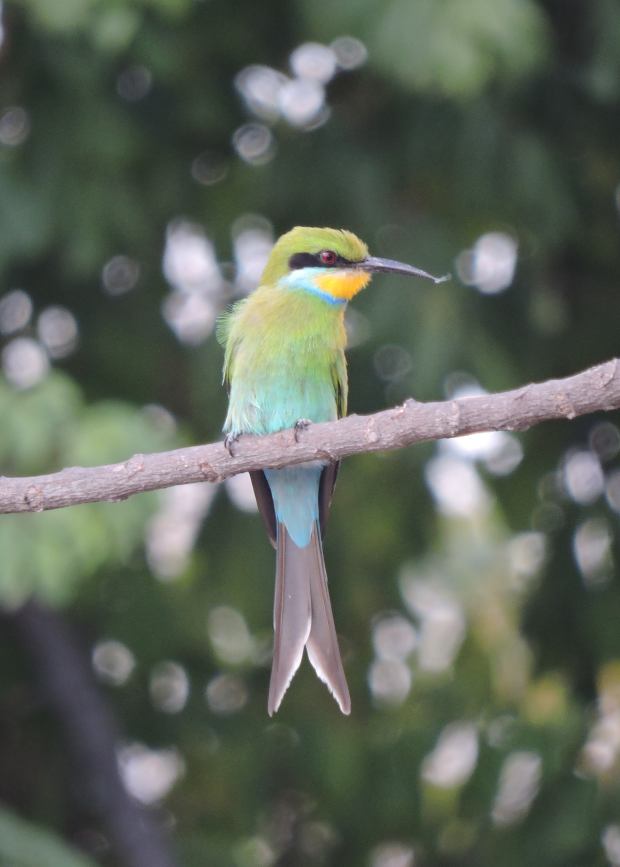 The bird with the prey caught on my son's shorts!