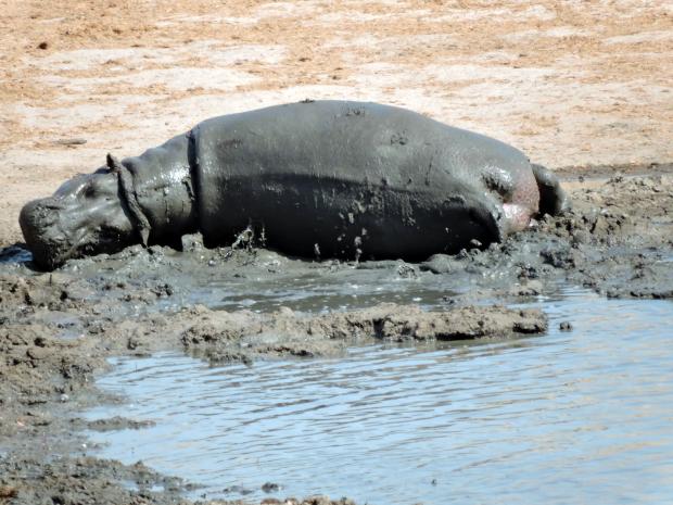 Hippos were not interested in Impala meat this time!