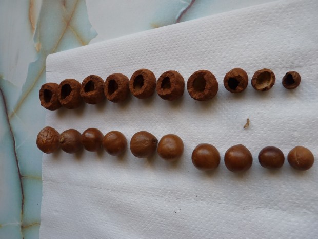 Macadamia nut husks (top) and whole nuts (bottom) to show the way the rats eat them.