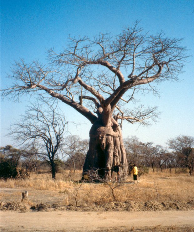 The Lochinvar baobab and my daughter.