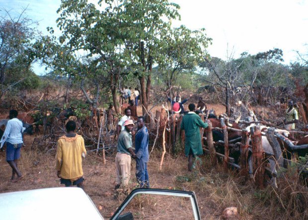 Cattle work in Southern Province, Zambia.