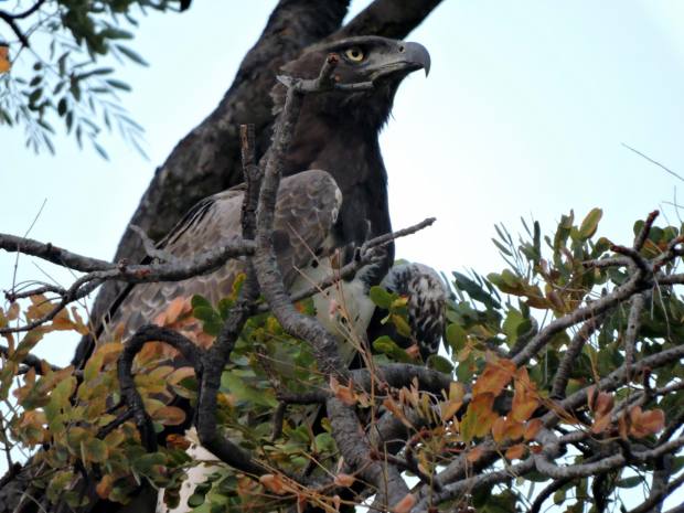 The only picture of the Martial eagle.