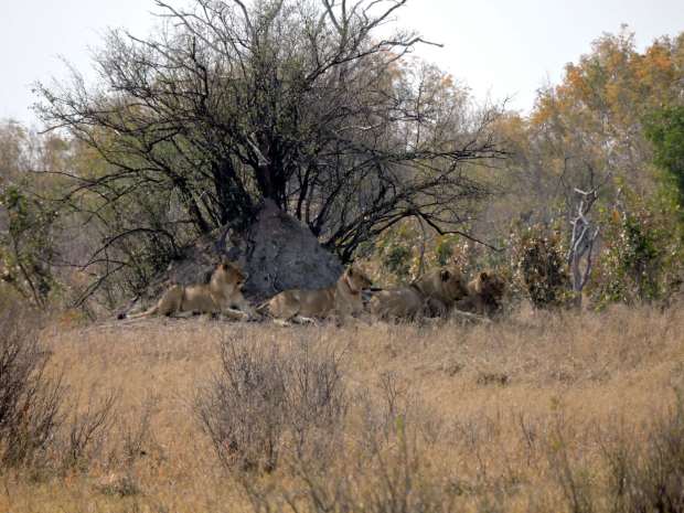 We spent some time watching the lions to see how many they were.