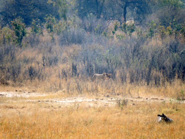 She is stalking somthing we did not see!