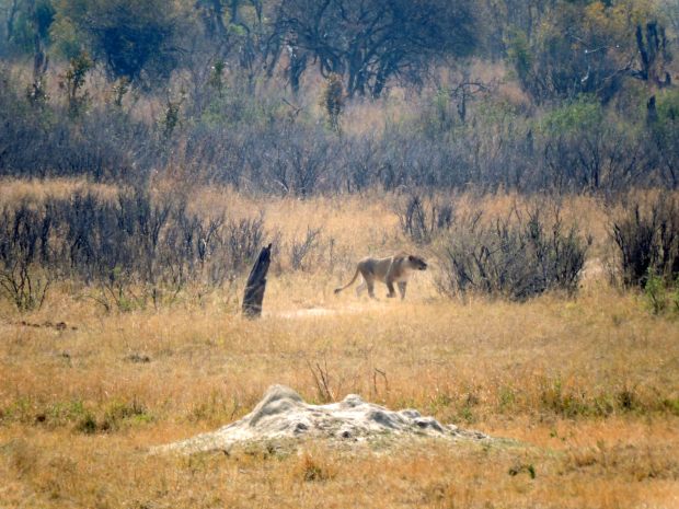 One of the lioness starts the hunt.
