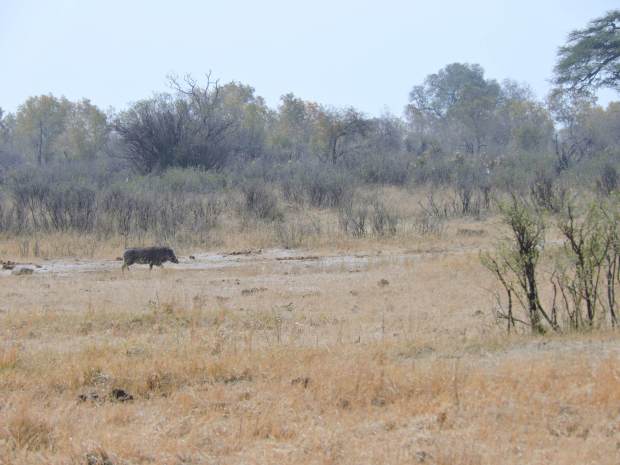 The warthog sees her and runs away!