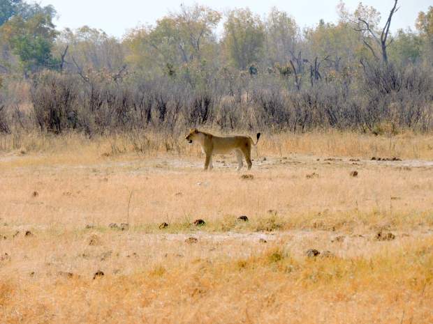 The lioness gives up the hunt.
