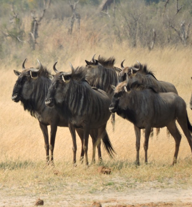 The wildebeest did not take their eyes from the lions!