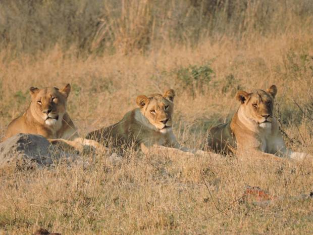 The three lionesses prior to the failed hunt.