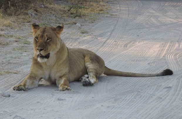 Resting on the road.